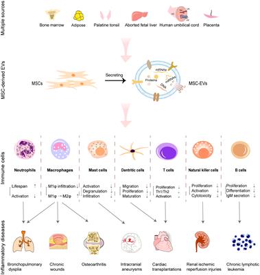Immunomodulatory potential of mesenchymal stem cell-derived extracellular vesicles: Targeting immune cells